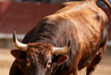 道苏姆：中投在公牛是被禁止的 公牛主帅：请听我狡辩