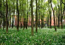 电讯报：埃杜离任日期接近，他被森林告知要远离俱乐部